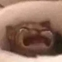 cryingcat Discord Emoji