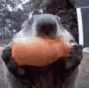 beavercarrot beavercarrot