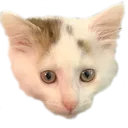 FrankieKitten Discord Emoji