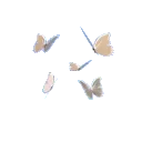 oc_butterflies