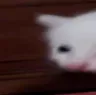 screeeee
