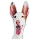 graf_tangojoy Discord Emoji