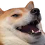 Doghaha Discord Emoji