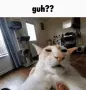 guh_cat_