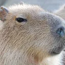 Capibara