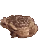 frogerotate