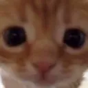 kittycatstare Discord Emoji