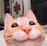 FP_smilecat