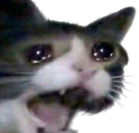 kmm_catscream Discord emoji
