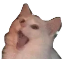 kitty