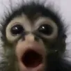 Macaco