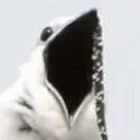 bellbirdu