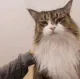 thatcutecatqueen