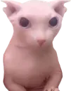 bingus bingus