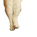 longli3 longli3