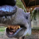 Tapir2