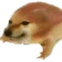 dogesapo