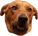 zigdur