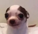 PerritoTroste