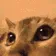Catshake Catshake