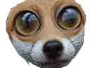 whatthefuk