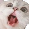 catscream