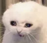 crycat