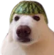 DoggoMelon