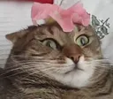 shocked_catto