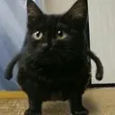 wut