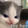 teehee