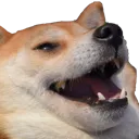 swagdoghapp