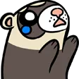 ferretTNAW
