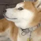 tma_dogelook