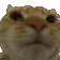 NoNo NoNo