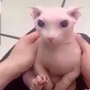 bingus bingus