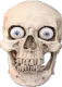 MA_Skull