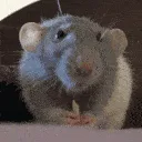 ratnom