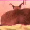 hecker_shaky hecker_shaky