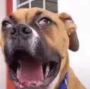 dog_lmAO dog_lmAO