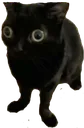 SkorngyWorngy