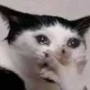 catgasp catgasp