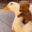 duckyhug