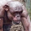 baldchimp