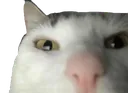 cat_dumpster