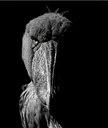 THEBIRD THEBIRD