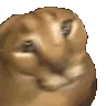 gatoFloppaSeizure