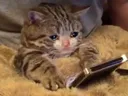 SadCat SadCat