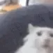 pog