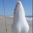ballsack_fish